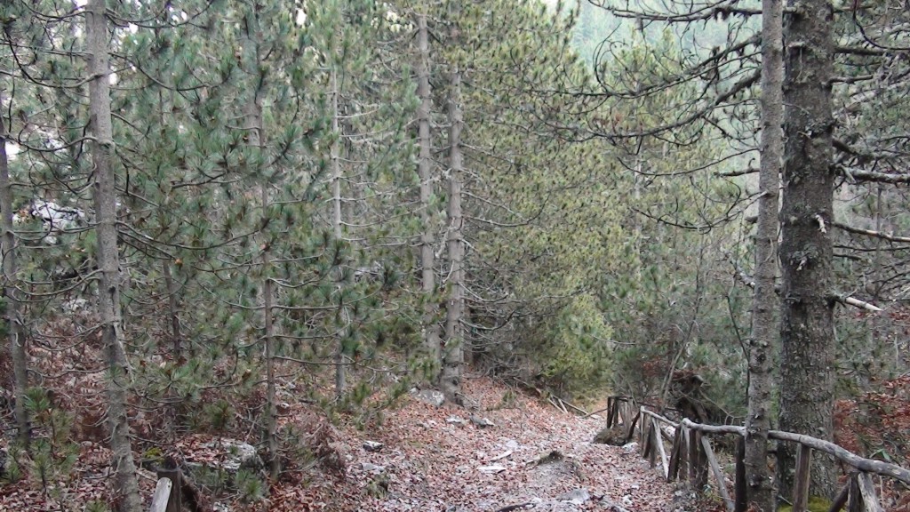 Forest in mount Olympus